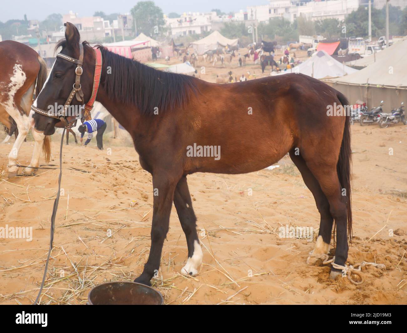 Pushkar, Rajasthan Inde - 14 novembre 2021 : les chevaux se sont rassemblés pour le commerce au festival indien du bétail le plus populaire à la foire de Pouchkar Camel. Banque D'Images Pushkar, Rajasthan Inde - 14 novembre 2021 : les chevaux se sont rassemblés pour le commerce au festival indien du bétail le plus populaire à la foire de Pouchkar Camel. Banque D'Images