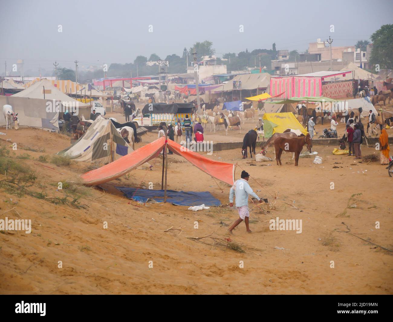 Pushkar, Rajasthan Inde - 14 novembre 2021 : les chevaux se sont rassemblés pour le commerce au festival indien du bétail le plus populaire à la foire de Pouchkar Camel. Banque D'Images Pushkar, Rajasthan Inde - 14 novembre 2021 : les chevaux se sont rassemblés pour le commerce au festival indien du bétail le plus populaire à la foire de Pouchkar Camel. Banque D'Images