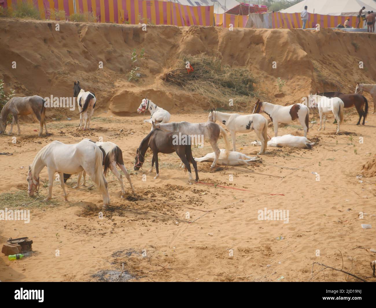 Pushkar, Rajasthan Inde - 14 novembre 2021 : les chevaux se sont rassemblés pour le commerce au festival indien du bétail le plus populaire à la foire de Pouchkar Camel. Banque D'Images Pushkar, Rajasthan Inde - 14 novembre 2021 : les chevaux se sont rassemblés pour le commerce au festival indien du bétail le plus populaire à la foire de Pouchkar Camel. Banque D'Images