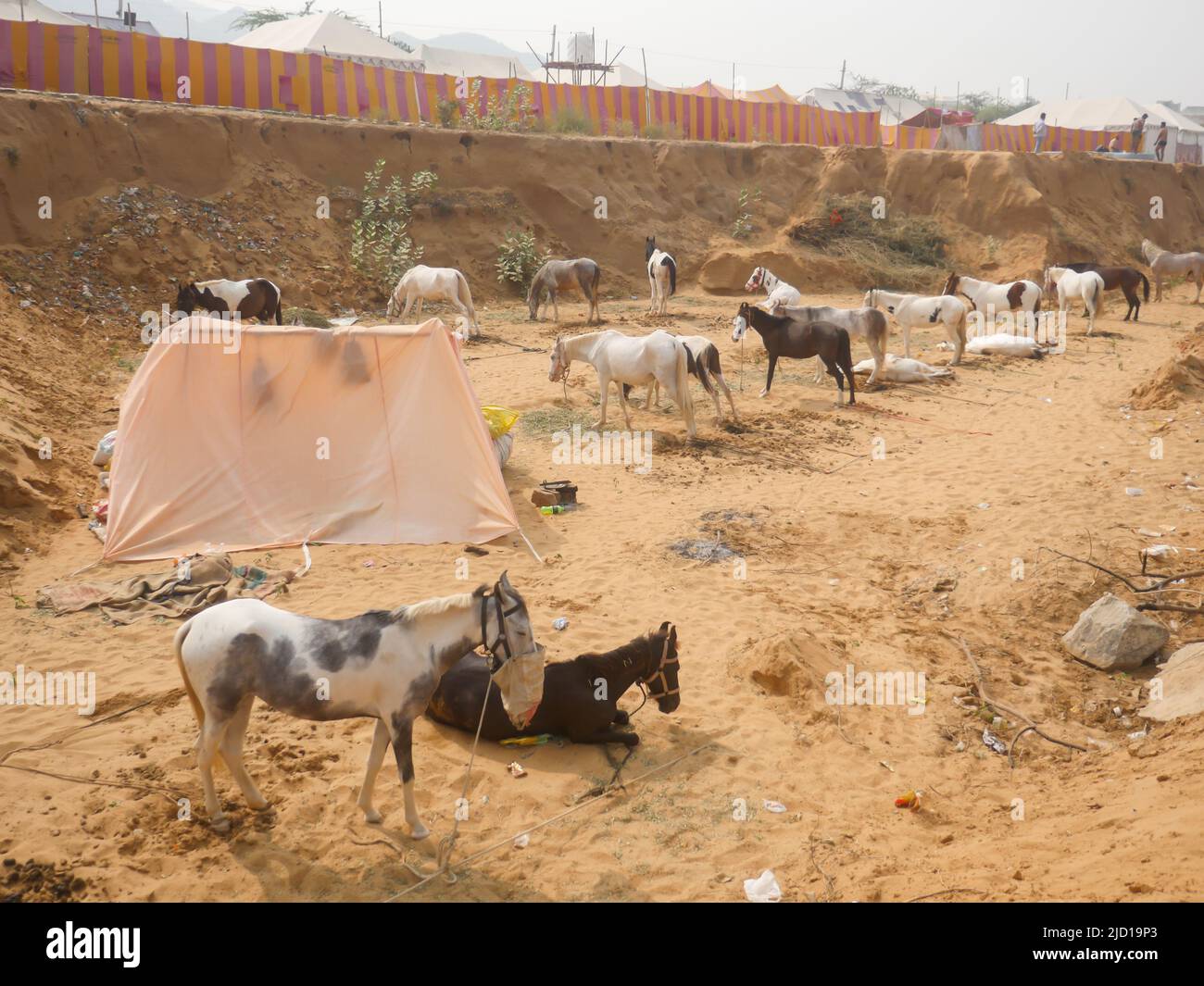 Pushkar, Rajasthan Inde - 14 novembre 2021 : les chevaux se sont rassemblés pour le commerce au festival indien du bétail le plus populaire à la foire de Pouchkar Camel. Banque D'Images Pushkar, Rajasthan Inde - 14 novembre 2021 : les chevaux se sont rassemblés pour le commerce au festival indien du bétail le plus populaire à la foire de Pouchkar Camel. Banque D'Images