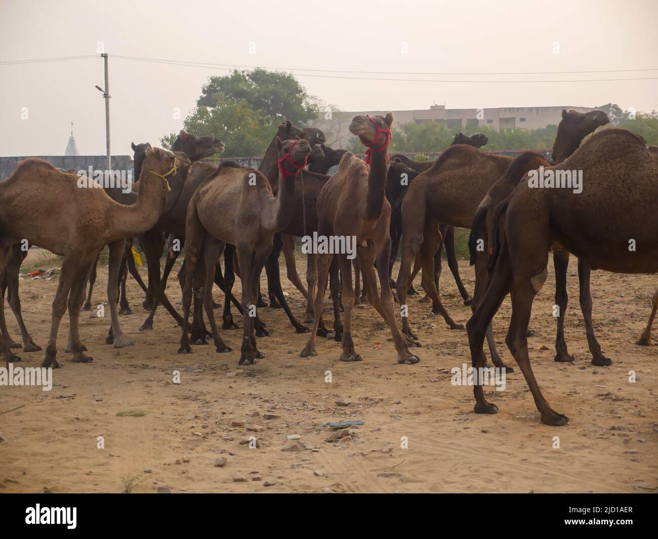 Les chameaux se sont rassemblés pour le commerce à la foire de chameau de pushkar en Inde Banque D'Images Les chameaux se sont rassemblés pour le commerce à la foire de chameau de pushkar en Inde Banque D'Images