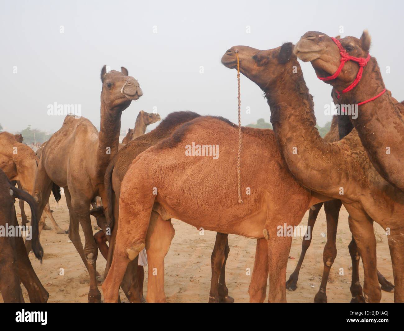 Les chameaux se sont rassemblés pour le commerce à la foire de chameau de pushkar en Inde Banque D'Images Les chameaux se sont rassemblés pour le commerce à la foire de chameau de pushkar en Inde Banque D'Images