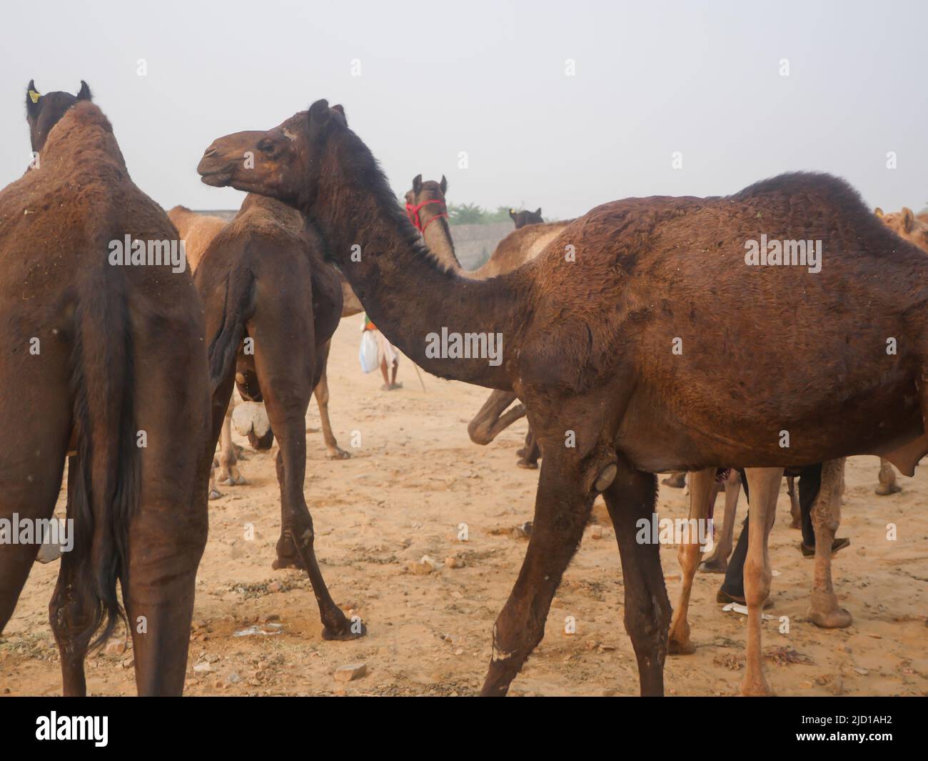 Les chameaux se sont rassemblés pour le commerce à la foire de chameau de pushkar en Inde Banque D'Images Les chameaux se sont rassemblés pour le commerce à la foire de chameau de pushkar en Inde Banque D'Images