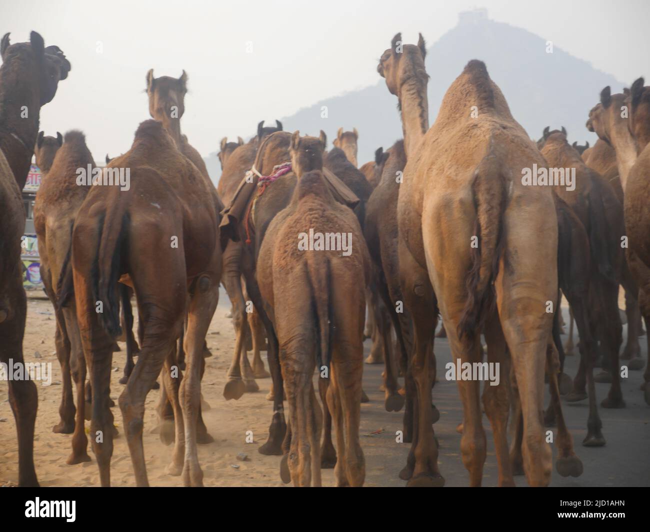 Les chameaux se sont rassemblés pour le commerce à la foire de chameau de pushkar en Inde Banque D'Images Les chameaux se sont rassemblés pour le commerce à la foire de chameau de pushkar en Inde Banque D'Images