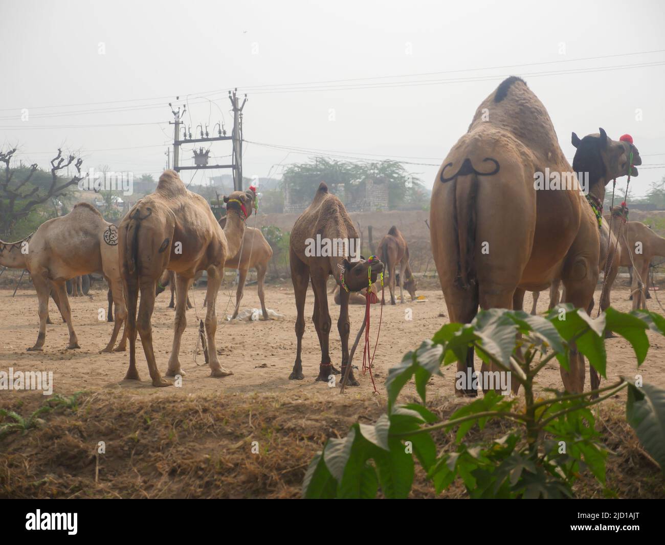 Les chameaux se sont rassemblés pour le commerce à la foire de chameau de pushkar en Inde Banque D'Images Les chameaux se sont rassemblés pour le commerce à la foire de chameau de pushkar en Inde Banque D'Images