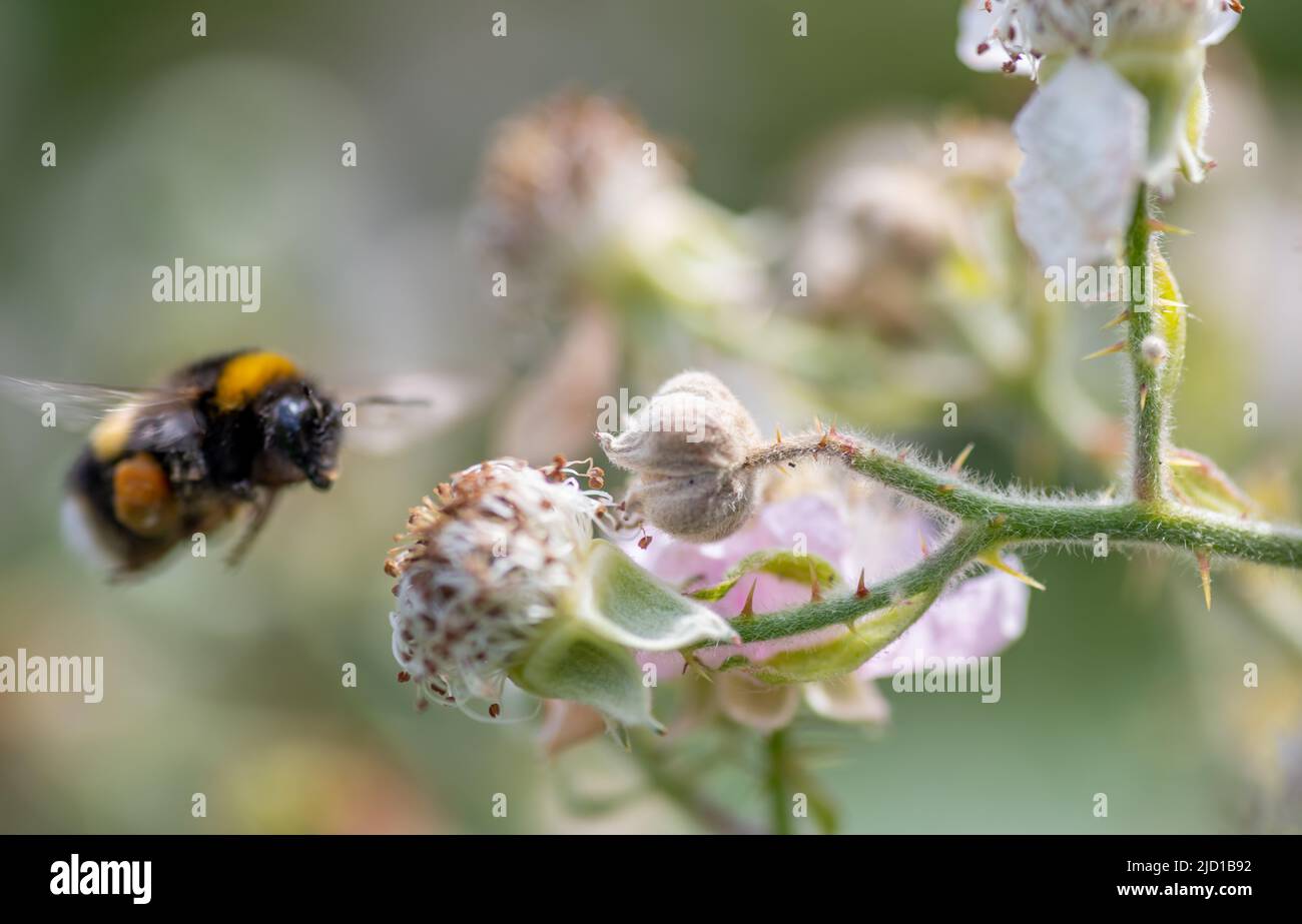 Gros plan macro d'une usine de BlackBerry en pleine floraison. Banque D'Images