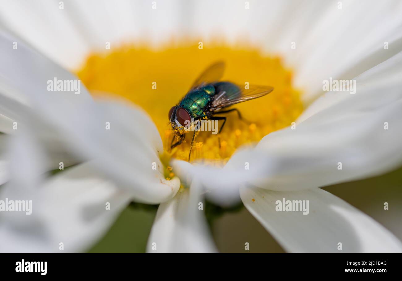 Macro gros plan d'une mouche de plante rassemblant du pollen sur une fleur. Banque D'Images