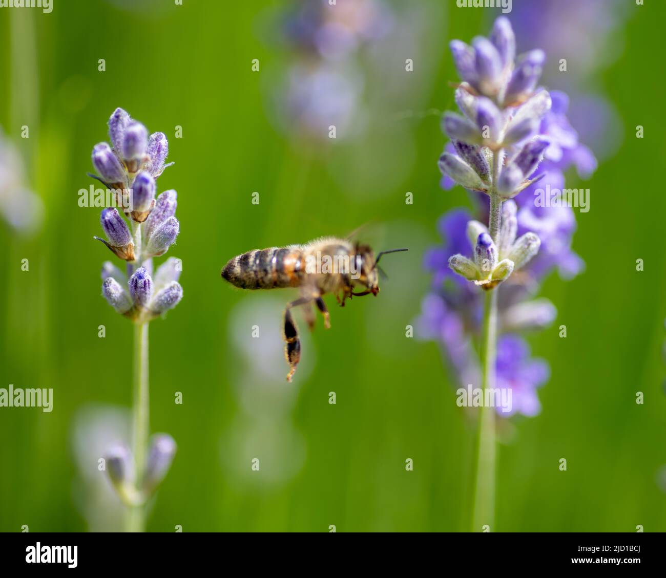 Macro gros plan des plantes de lavande à fleurs. Banque D'Images