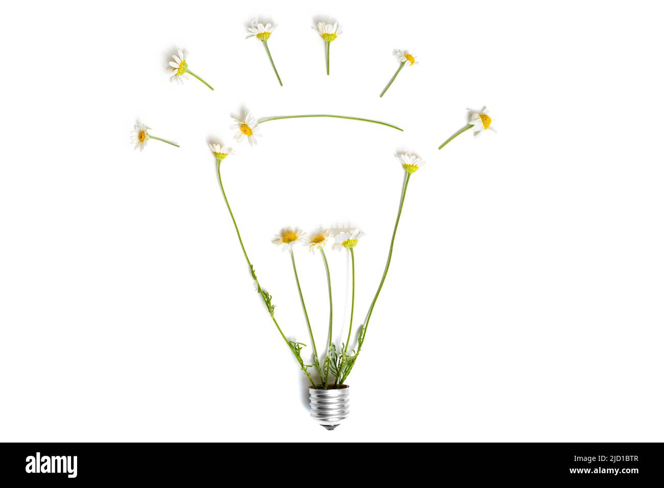 Fleurs de camomille disposées en forme d'ampoule sur fond gris. Concept d'énergie durable. Banque D'Images