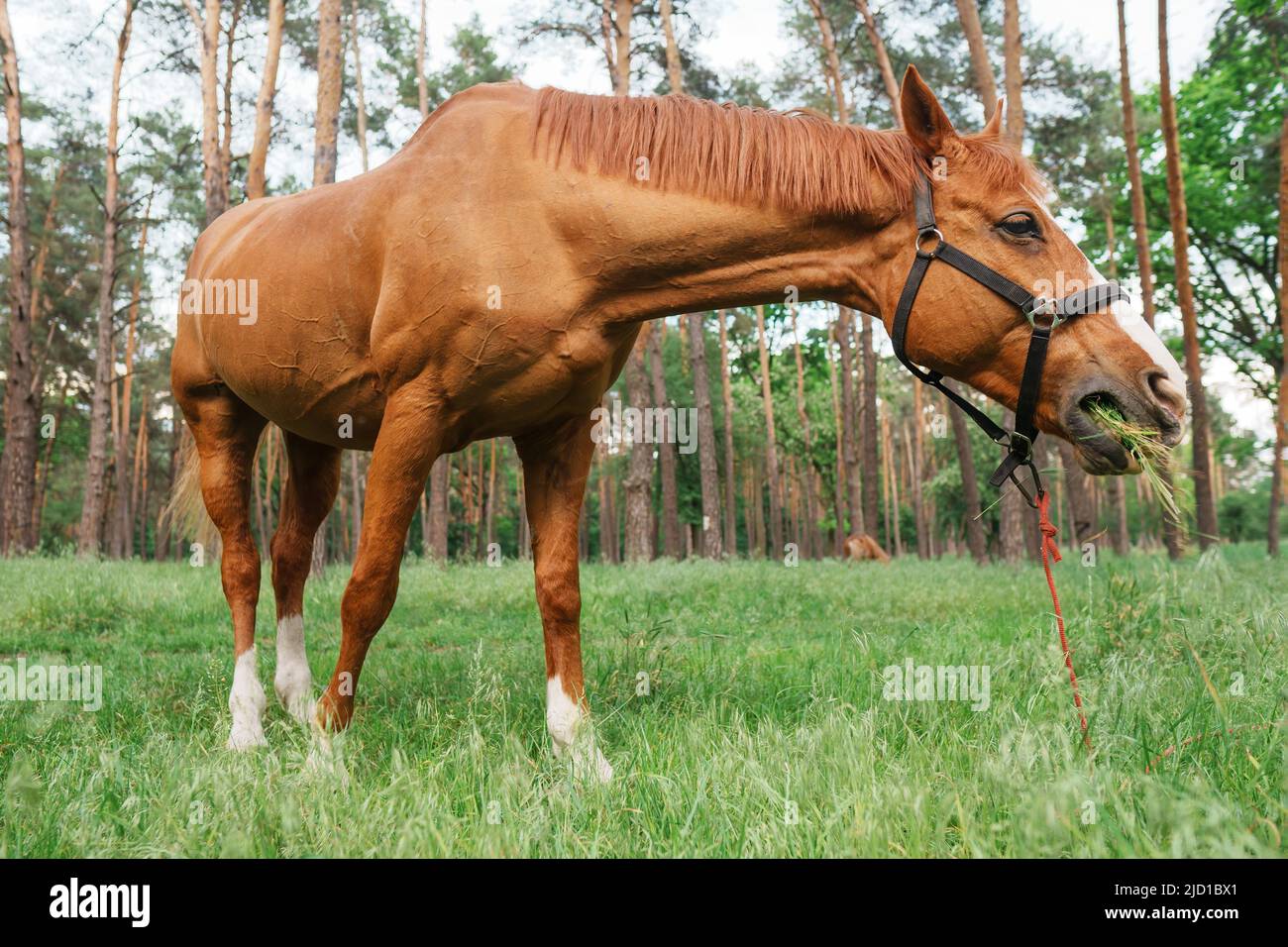Cheval adulte paître sur un pâturage de forêt, vue en angle bas. Banque D'Images