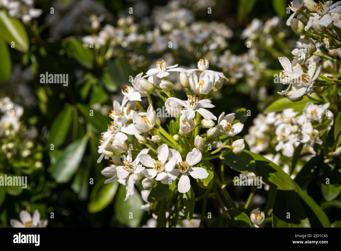 Fleur d'oranger mexicaine, Choisya ternata, au printemps. Fleurs blanches en gros plan Banque D'Images