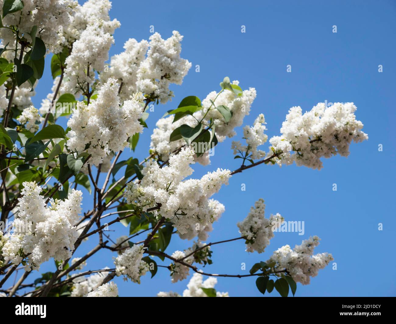 Le lilas blanc commun (Syringa vulgaris) se blogne contre un ciel bleu, Rhénanie-du-Nord-Westphalie, Allemagne Banque D'Images