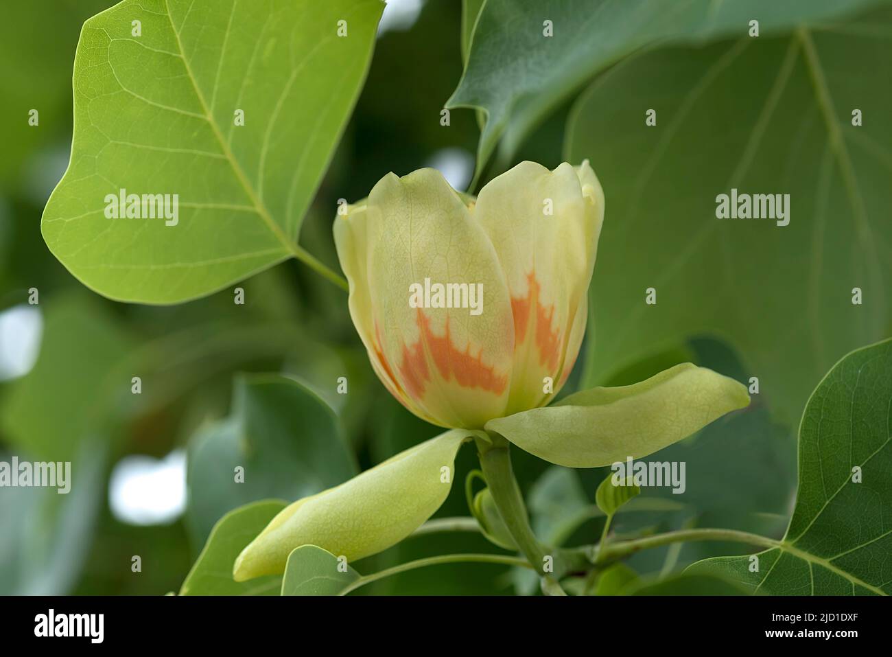 Fleur de tulipier de Virginie (Liriodendron tulipifera), Bavière, Allemagne Banque D'Images