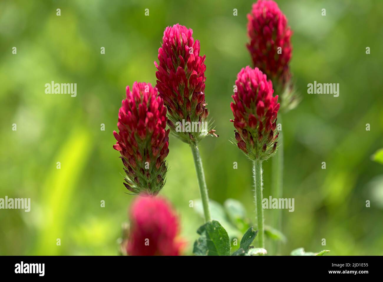 Trèfle incarné, trèfle cramoisi (Trifolium incarnatum), Bavière, Allemagne Banque D'Images