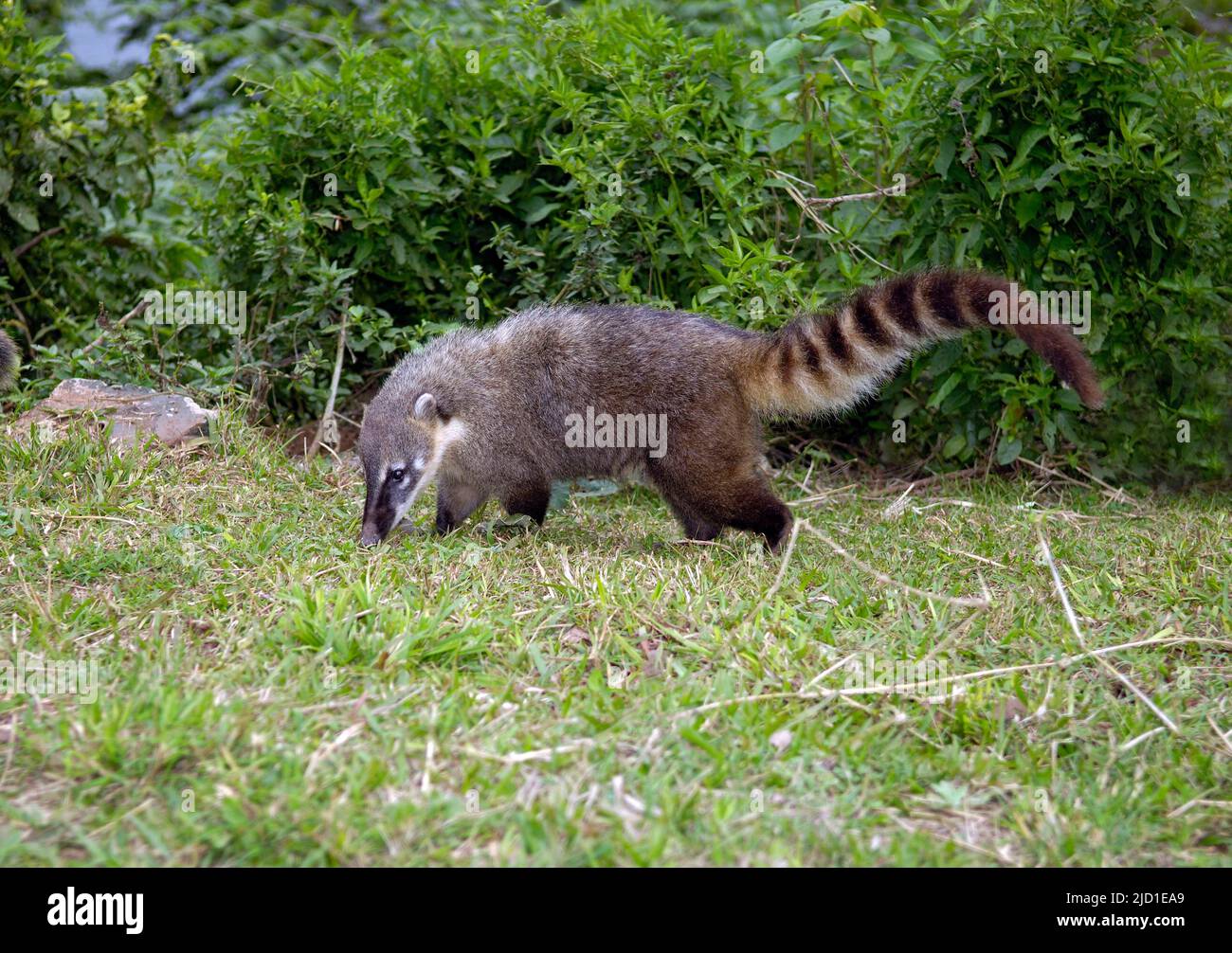 Coati (Nasua nasua) Pantanal, Brésil Banque D'Images