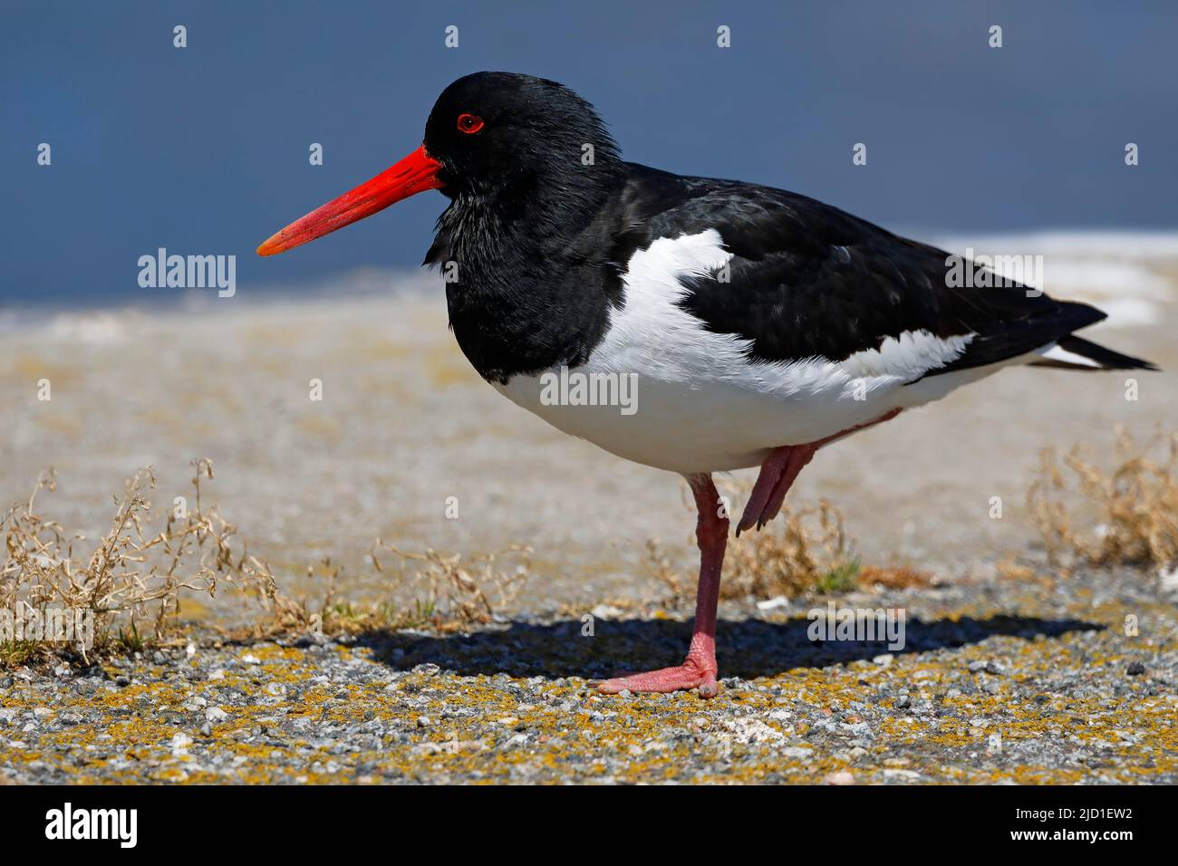 Oystercatcher (Haematopus ostralegus) debout sur une jambe, Schleswig-Holstein, Allemagne Banque D'Images