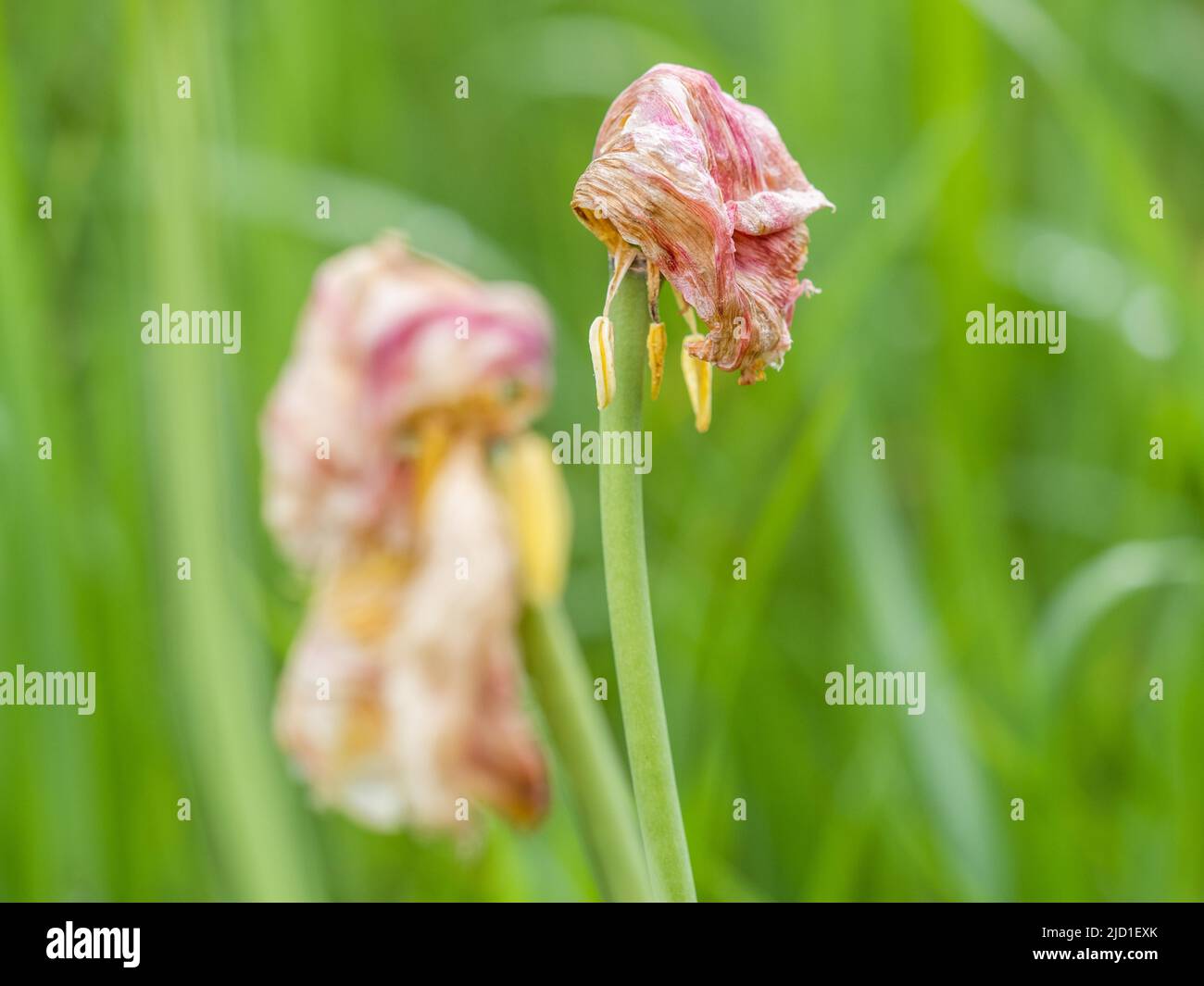 Tulipe pâle (Tulipa), Leoben, Styrie, Autriche Banque D'Images