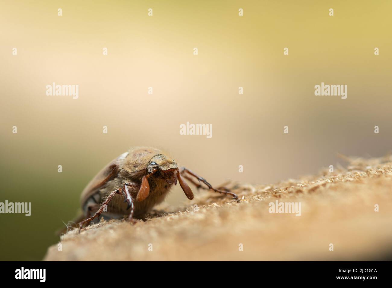 Le coléoptère du Cockchaker Melolontha melolontha est en gros plan. Photographie macro. Banque D'Images