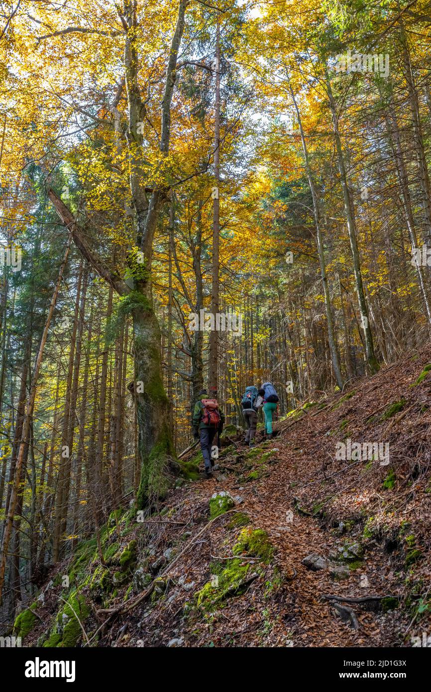 Randonneurs dans une forêt mixte en automne, près de Scharnitz, Bavière, Allemagne Banque D'Images