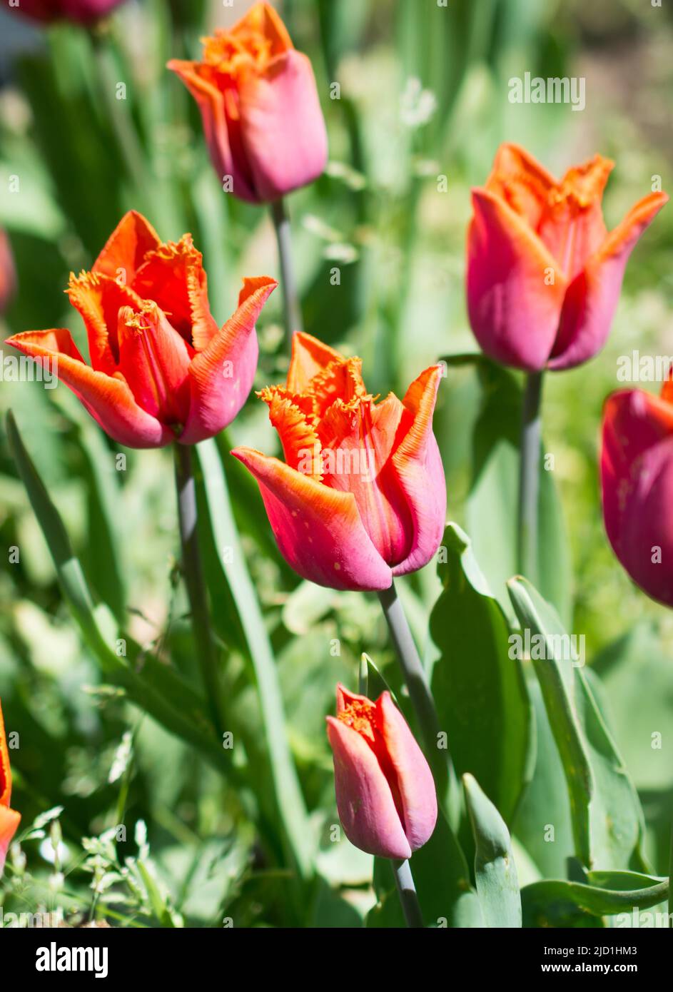 Tulipes fraîches de couleur orange dans la nature au printemps Banque D'Images