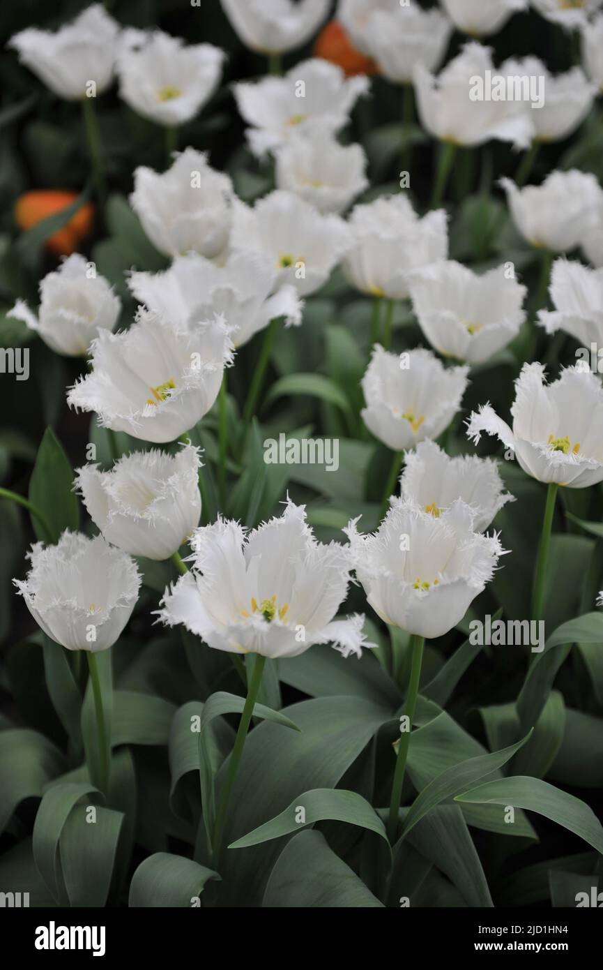 Tulipes blanches à franges (Tulipa) le pôle Nord fleurit dans un jardin en avril Banque D'Images