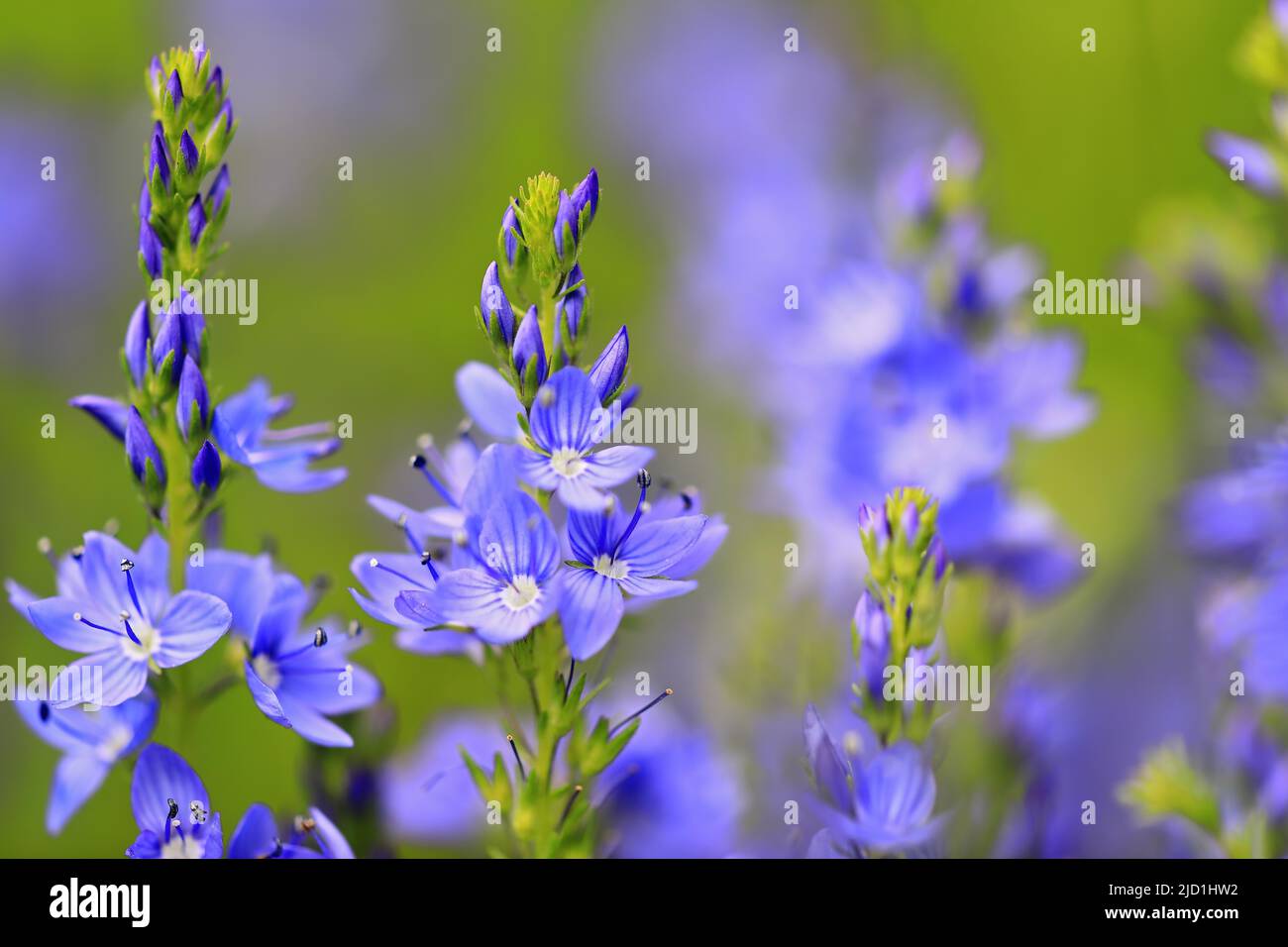 Speedwell (Veronica teucrium), famille des plantains (Plantaginaceae), Remberg-Rehletal, Immendingen, Parc naturel du Haut-Danube, Bade-Wurtemberg, Allemagne Banque D'Images