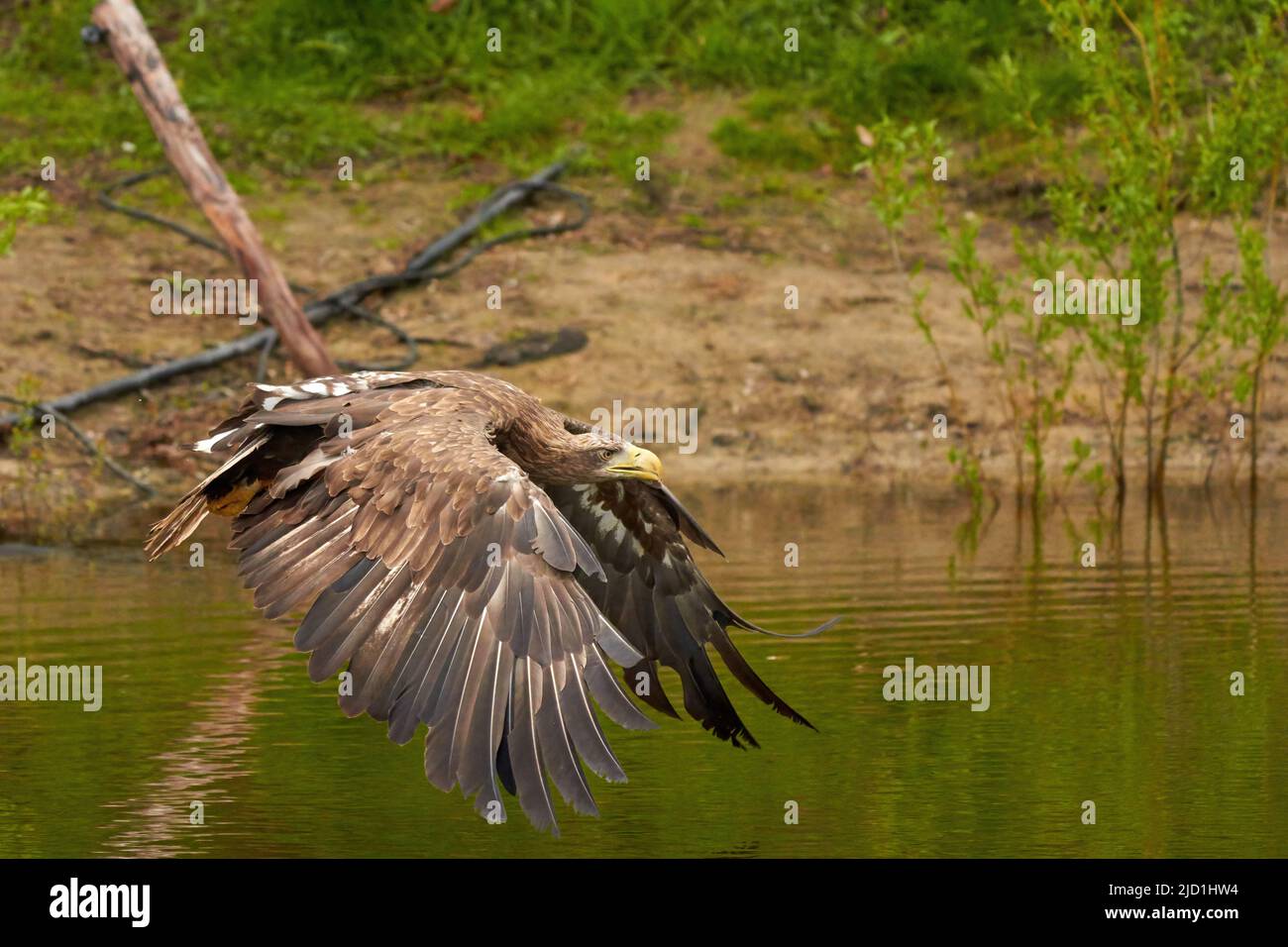 Un aigle à tête blanche de chasse vole au-dessus de la surface de l'eau d'un lac vert à la recherche de poissons. Arbres en arrière-plan, réflexion, détail Banque D'Images