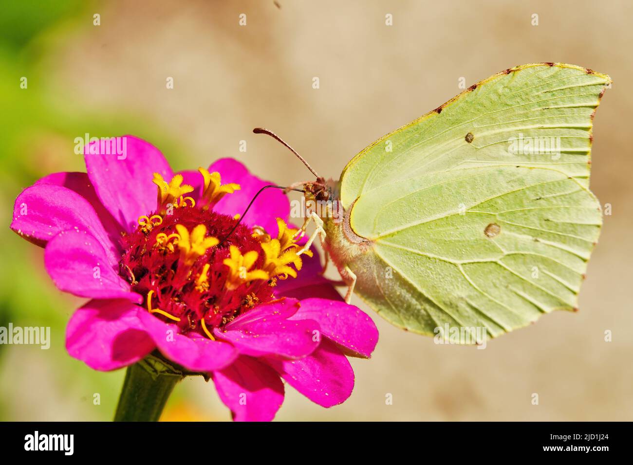 Papillon sur fleur rose de Zinnia avec fond de bokeh flou clair et coloré. Papillon citron en détail. Thèmes animaux Banque D'Images