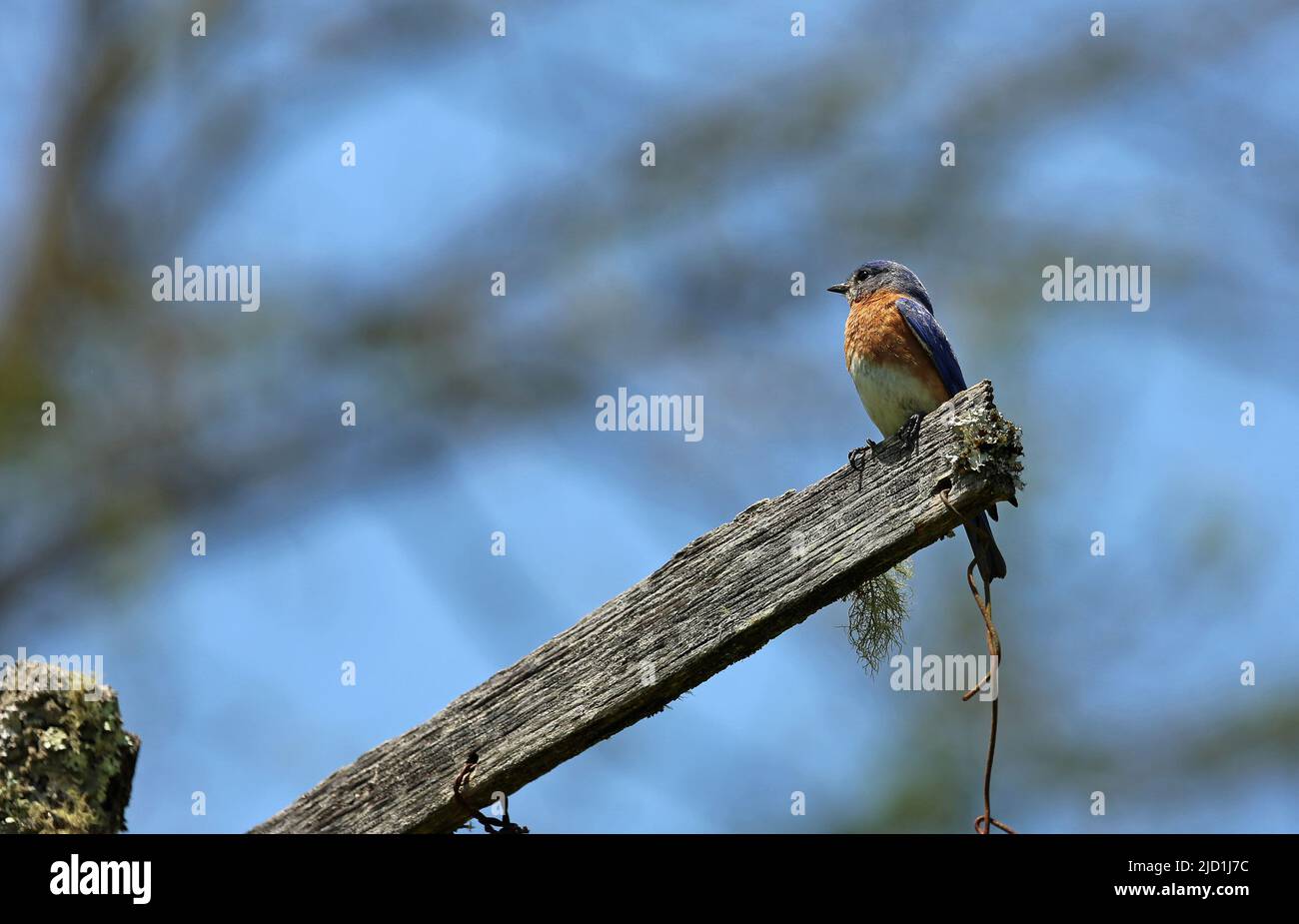 Bluebird de l'est sur le ciel bleu - Caroline du Nord Banque D'Images