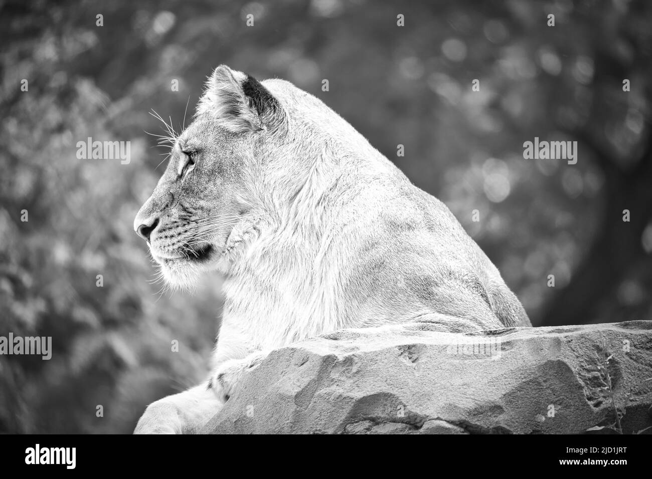 Lioness en blanc avec couché sur un rocher. Prédateur détendu. Photo d'animal du grand chat. Banque D'Images