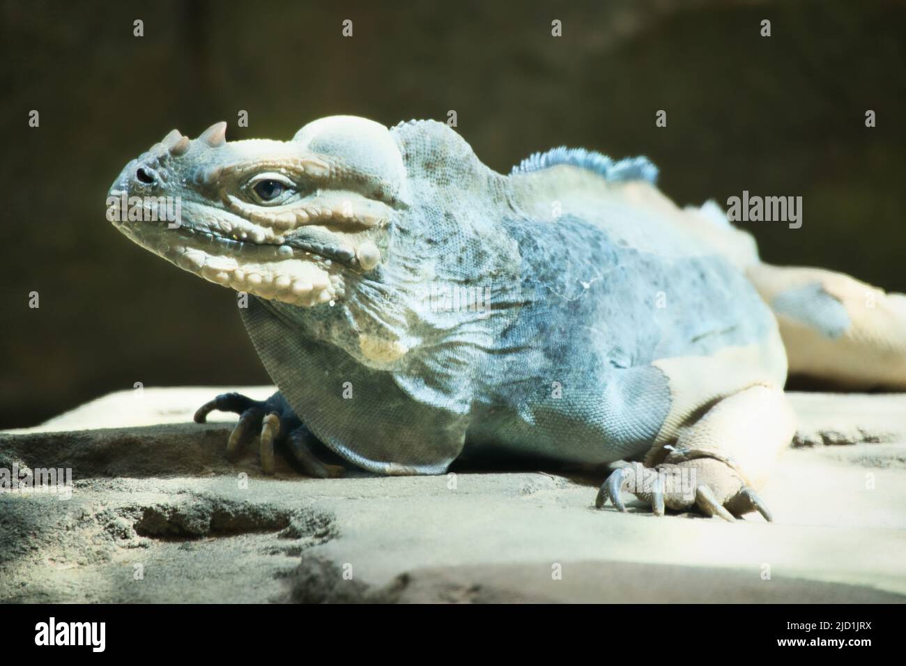 grand iguana allongé sur une pierre. Peigne épineux et peau squameuse. Photo d'animal d'un reptile Banque D'Images