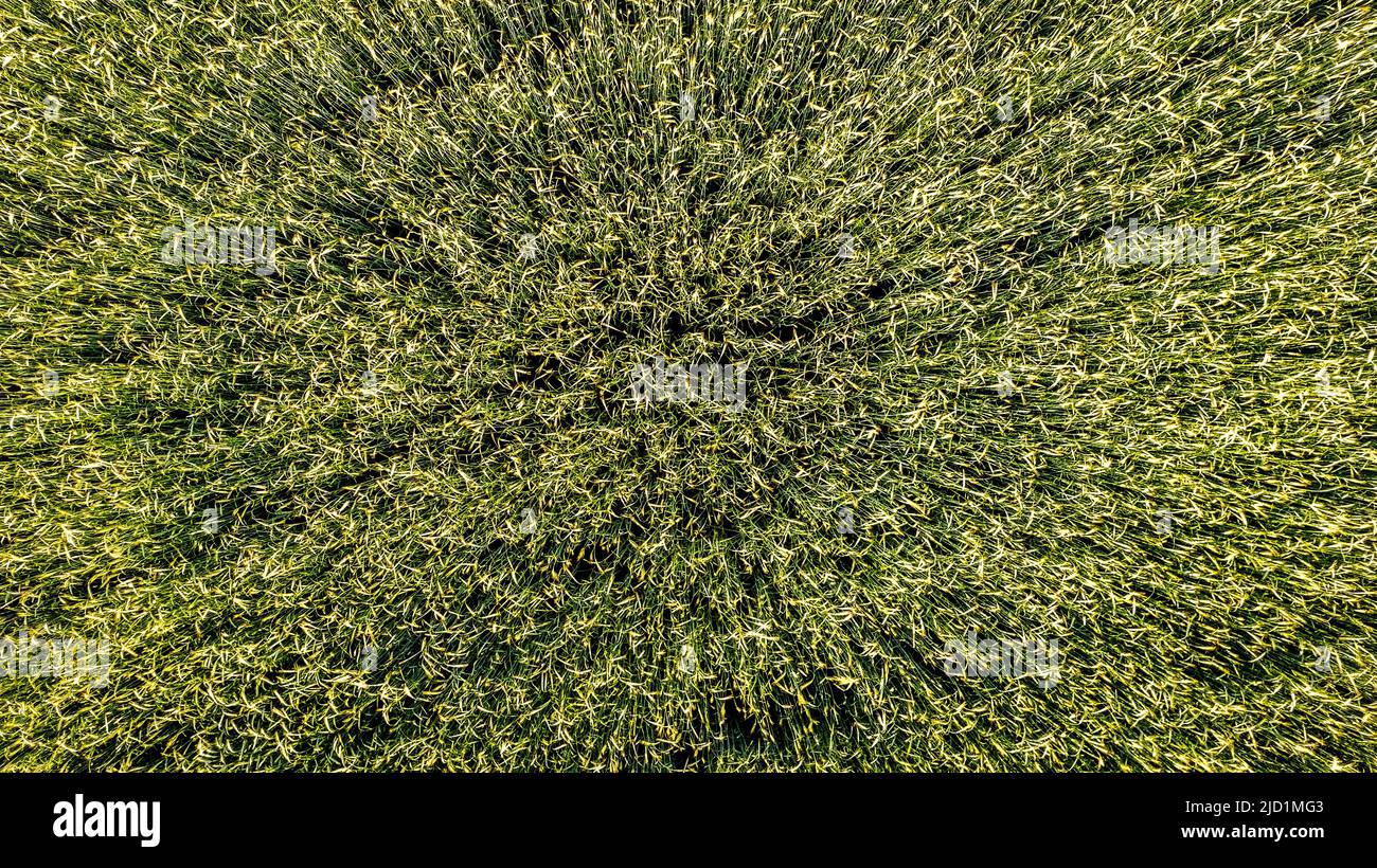 Vue aérienne tir de drone gros plan des épis de blé vert et doré sur le terrain, vue de dessus. Toile de fond des épis de mûrissement du champ de blé jaune. Photo de haute qualité Banque D'Images