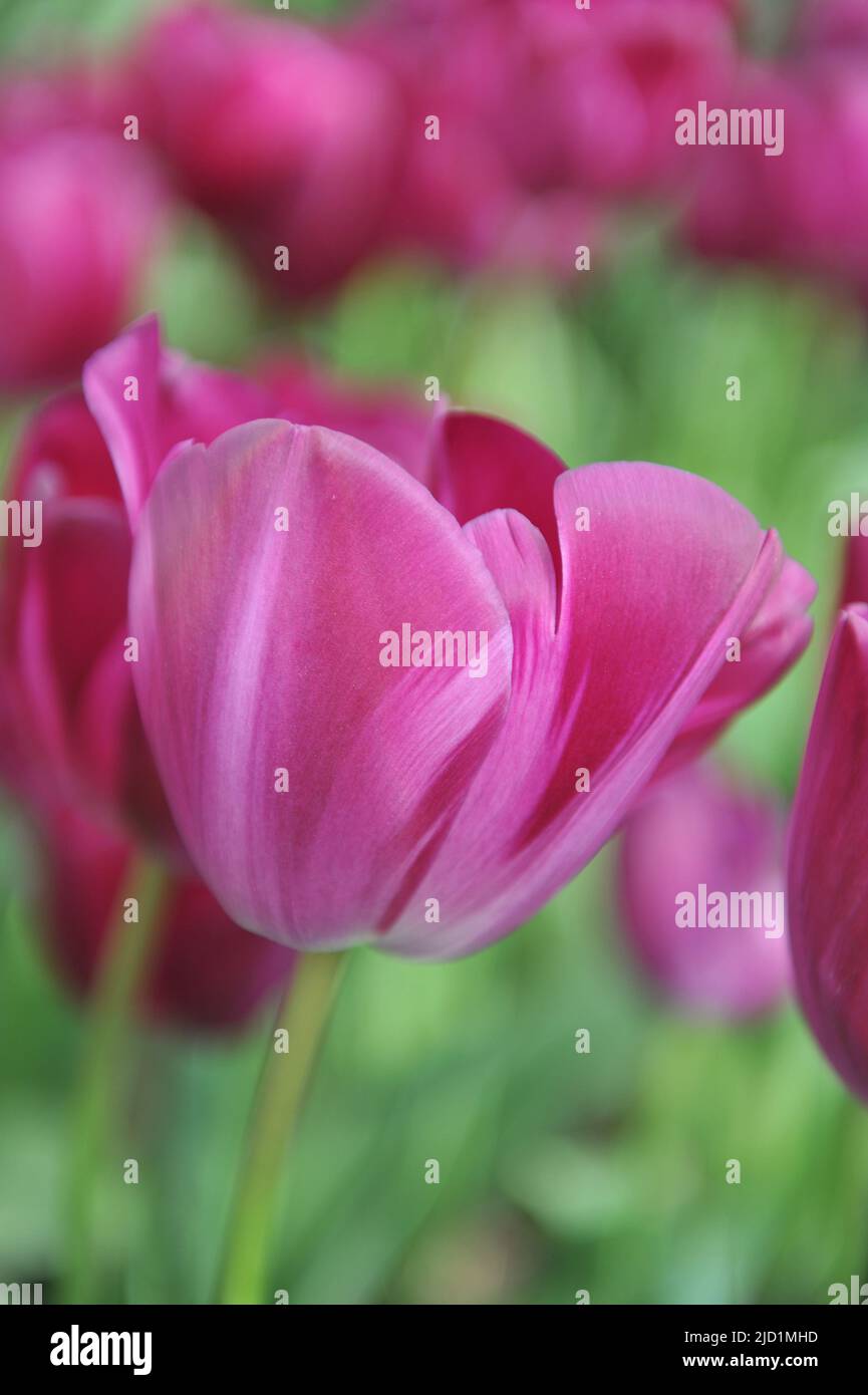 Tulipes pourpres (Tulipa) fleurs de graffitis parés dans un jardin en avril Banque D'Images