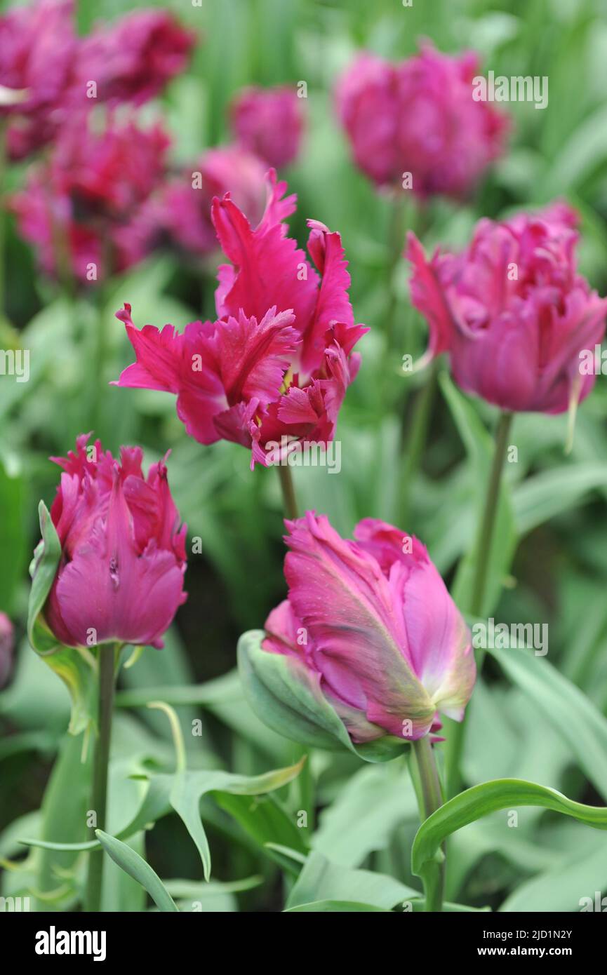 Tulipes violettes (Tulipa) le perroquet Negrita fleurit dans un jardin en avril Banque D'Images