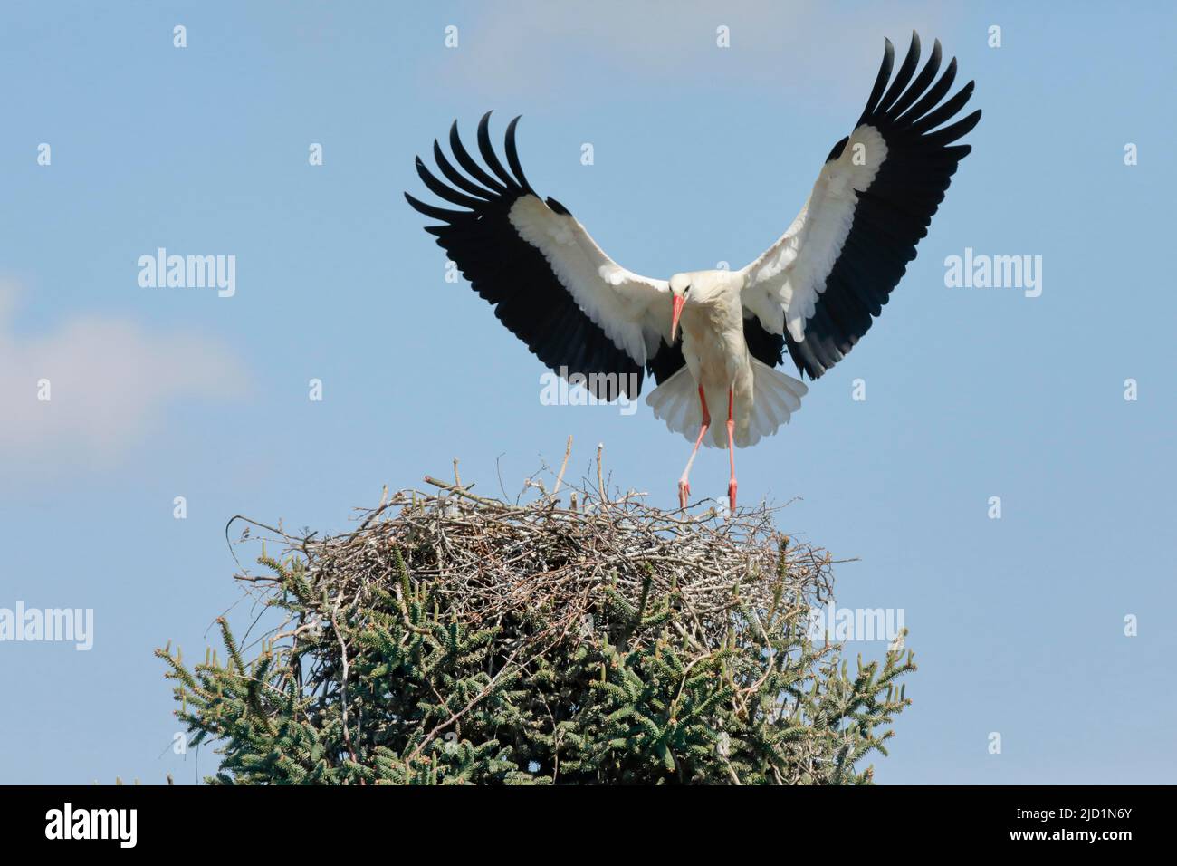 Le cigogne blanche mâle avec des ailes s'étendait à l'approche de son nid, au printemps, Oetwil am See, canton de Zurich, Suisse Banque D'Images