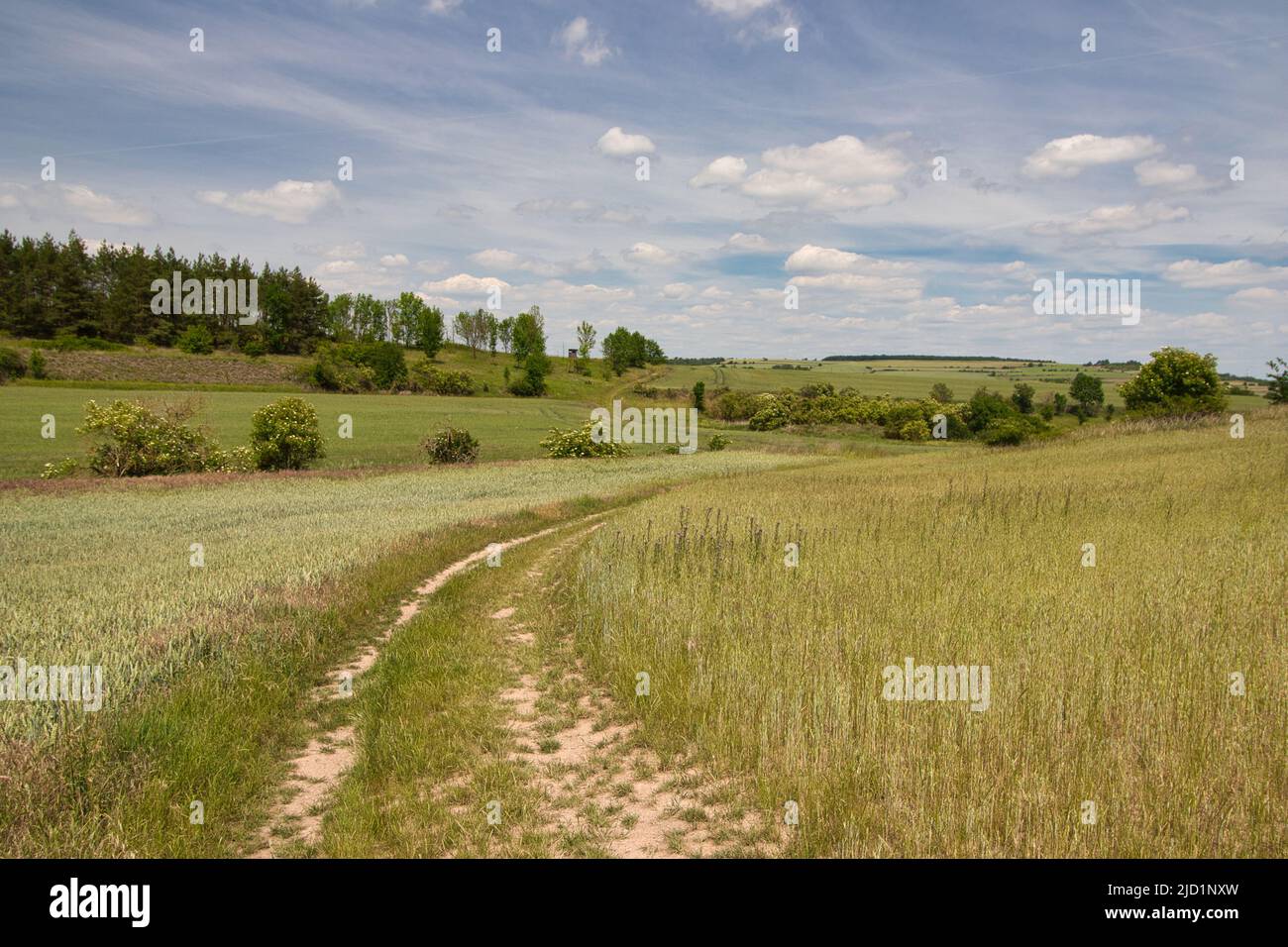 Un chemin poussiéreux vers la petite allée entre les champs de céréales au printemps sous les nuages blancs. Banque D'Images Un chemin poussiéreux vers la petite allée entre les champs de céréales au printemps sous les nuages blancs. Banque D'Images