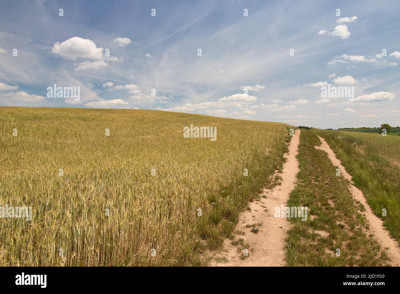 Un chemin poussiéreux pour monter entre les champs de céréales le jour du printemps. Banque D'Images Un chemin poussiéreux pour monter entre les champs de céréales le jour du printemps. Banque D'Images
