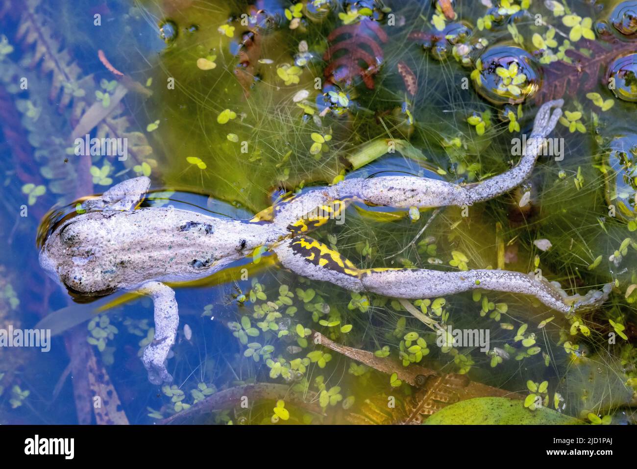 Grenouille d'arbre de Peron australien qui est récemment morte de la maladie confirmée du champignon chytride Banque D'Images
