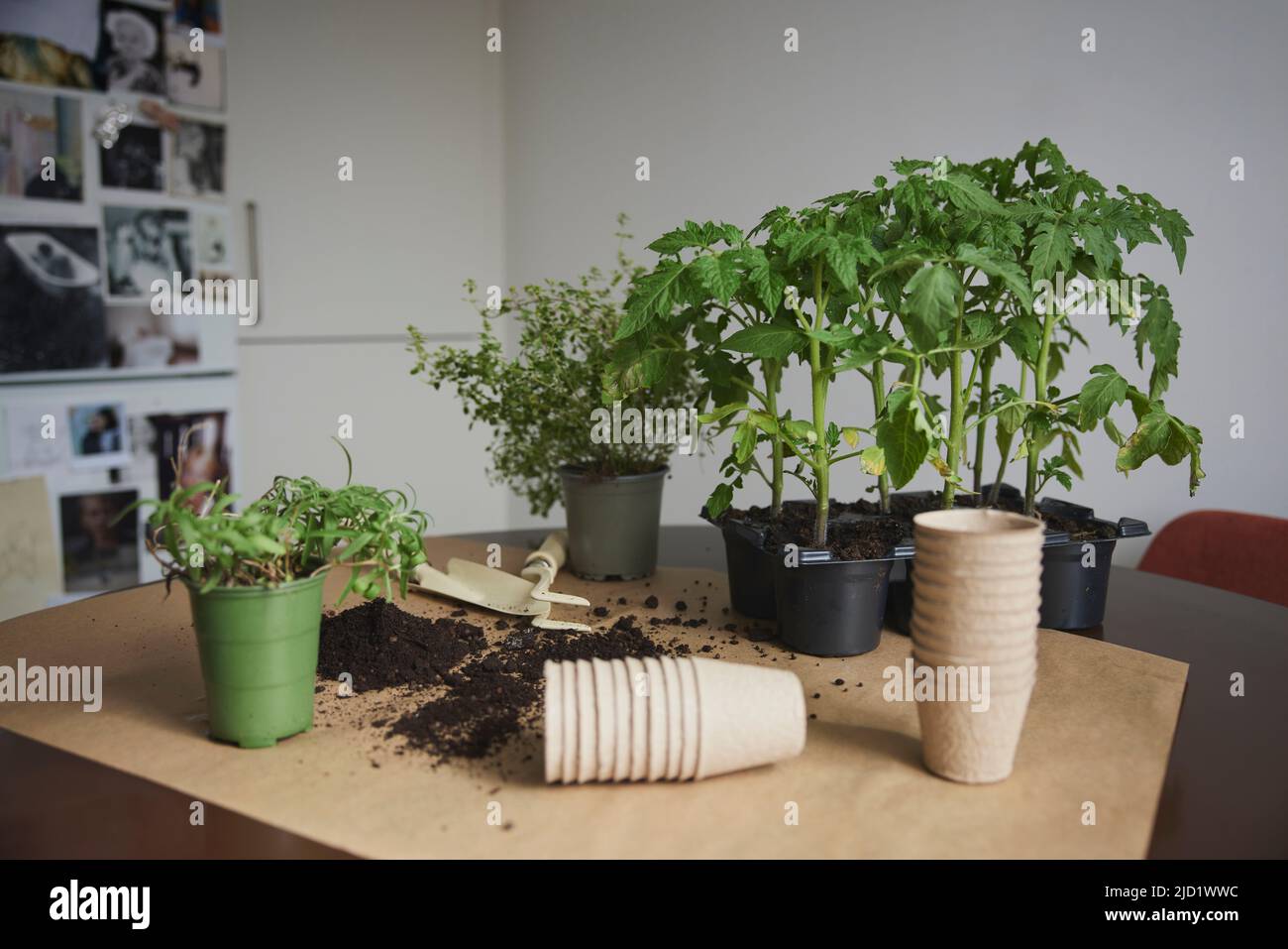 Plants de tomates sur la table Banque D'Images