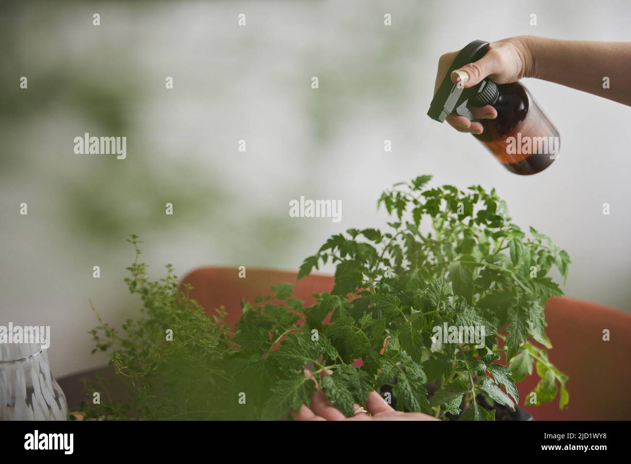 Femme pulvérisant des plants de tomate Banque D'Images