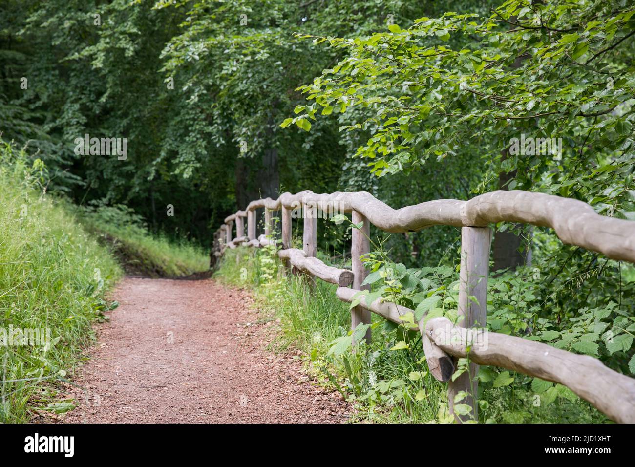 Sentier de randonnée avec main courante en bois autour du lac AmtsSee dans la réserve de biosphère de l'UNESCO Schorfheide dans le Brandebourg - Allemagne (lac Amts près du CH Banque D'Images