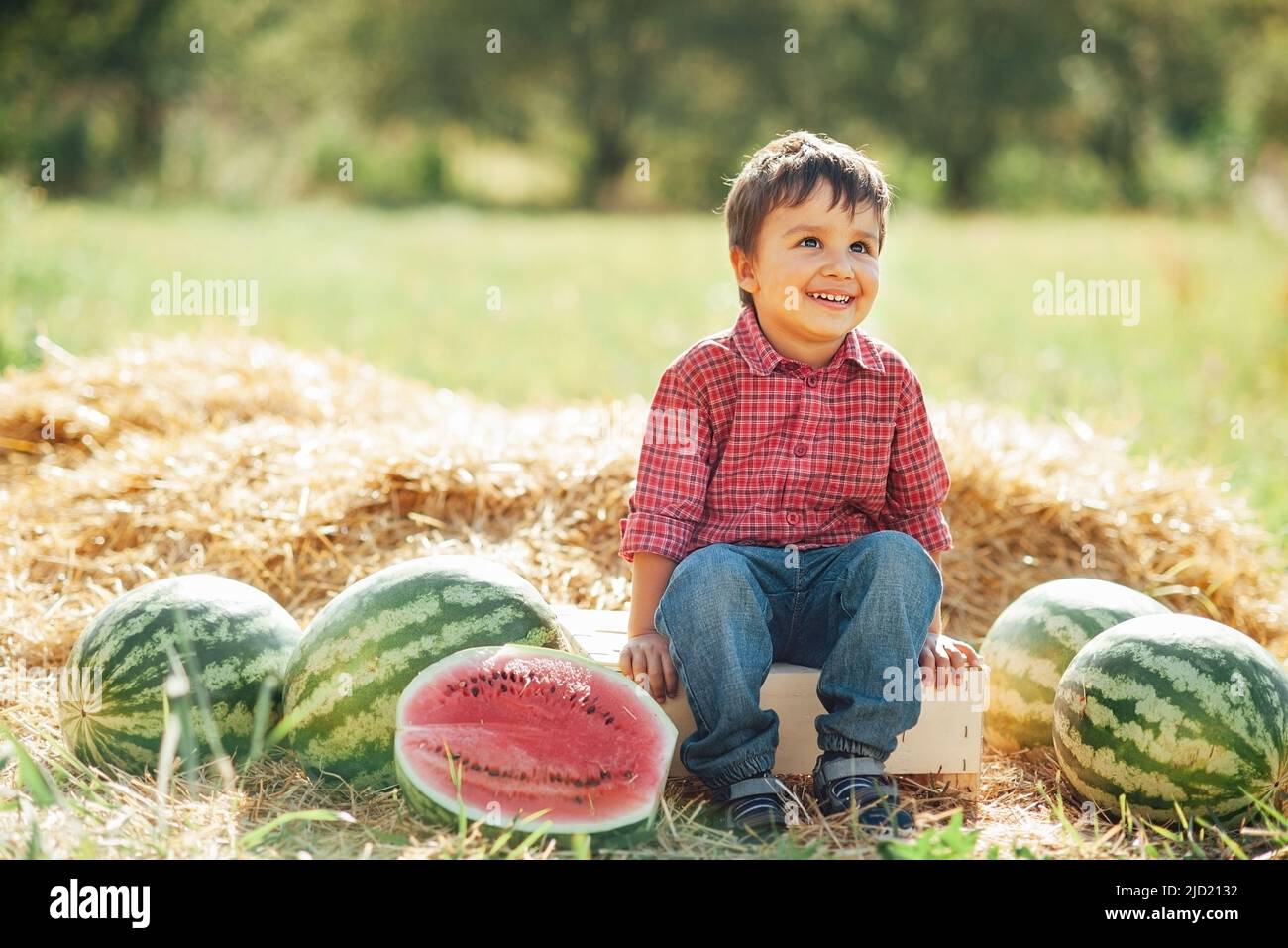 garçon mangeant de la pastèque. enfant heureux dans le champ au coucher du soleil. Pastèques mûres sur le terrain en wagon rouge, récolte. Banque D'Images