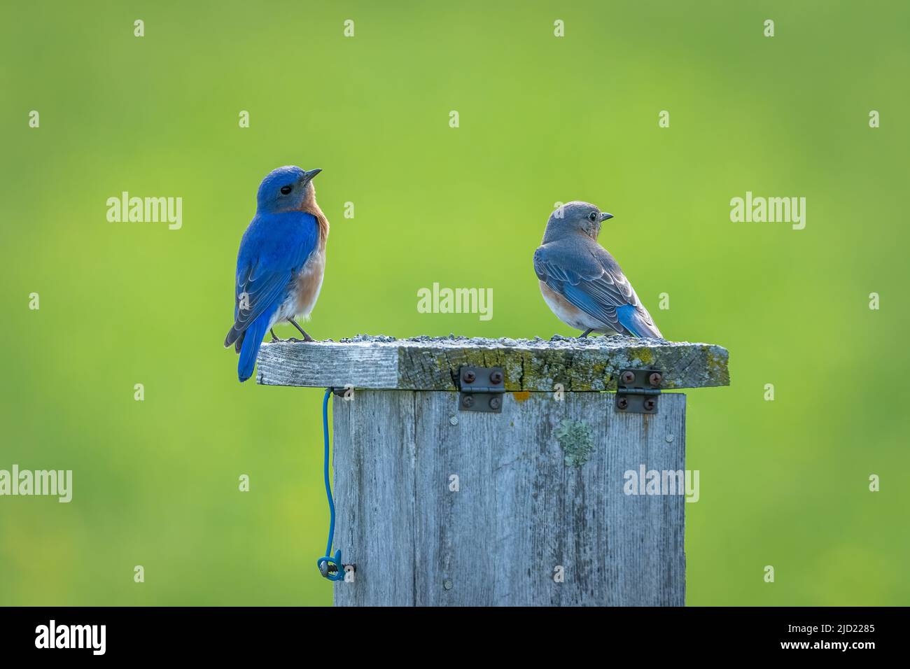 Un couple d'oiseaux bleus de l'est arpentent leurs environs tout en perchée au sommet de l'une des maisons d'oiseaux bleus que j'ai sur notre propriété dans la campagne de Door County Wi. Banque D'Images