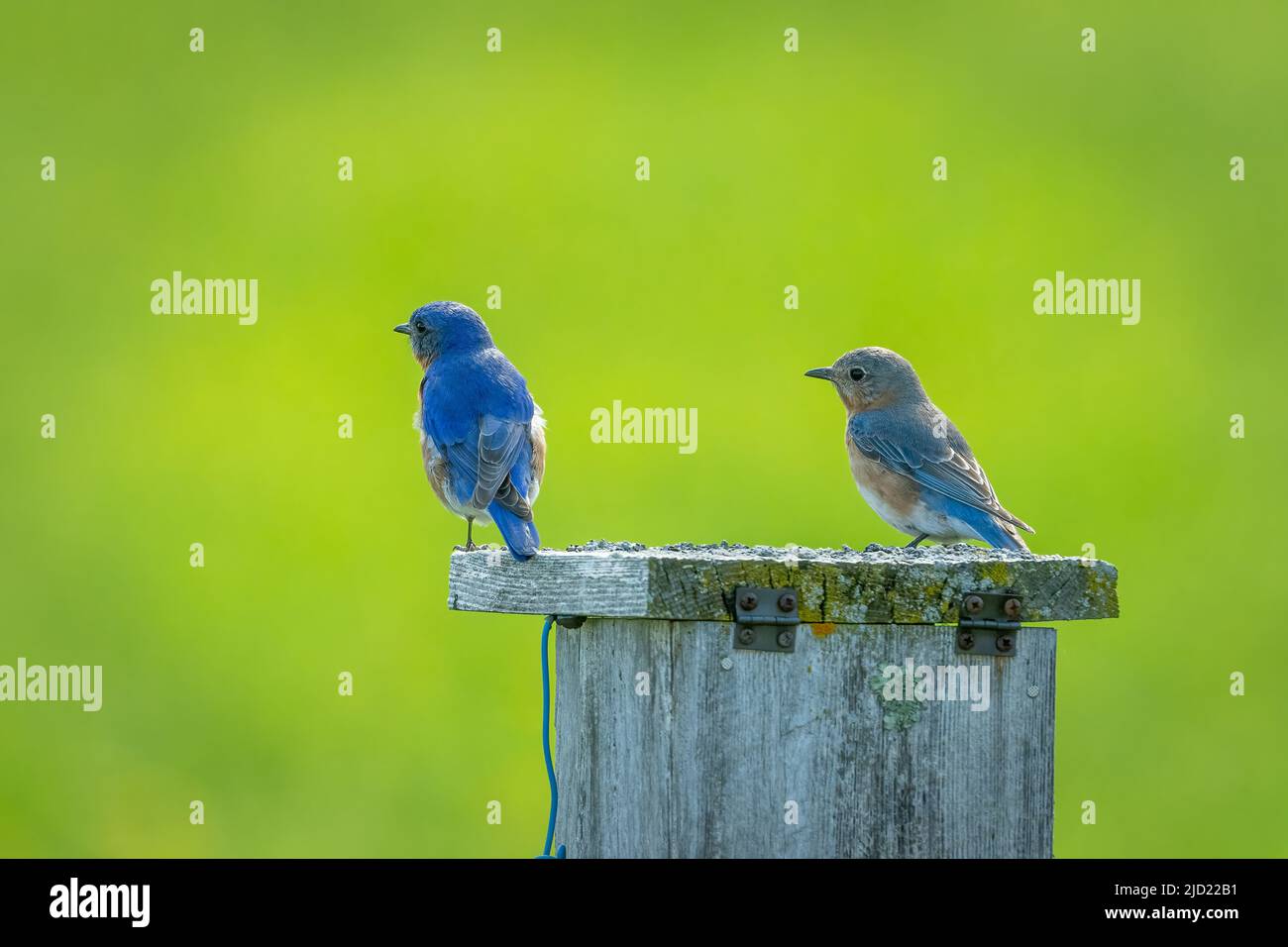 Un couple d'oiseaux bleus de l'est arpentent leurs environs tout en perchée au sommet de l'une des maisons d'oiseaux bleus que j'ai sur notre propriété dans la campagne de Door County Wi. Banque D'Images