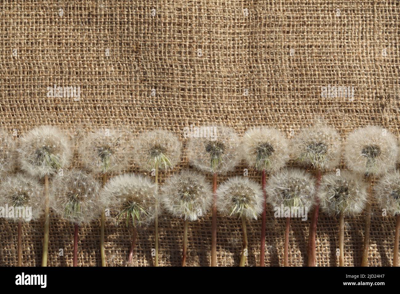 arrière-plan textile avec pissenlits et espace de copie Banque D'Images