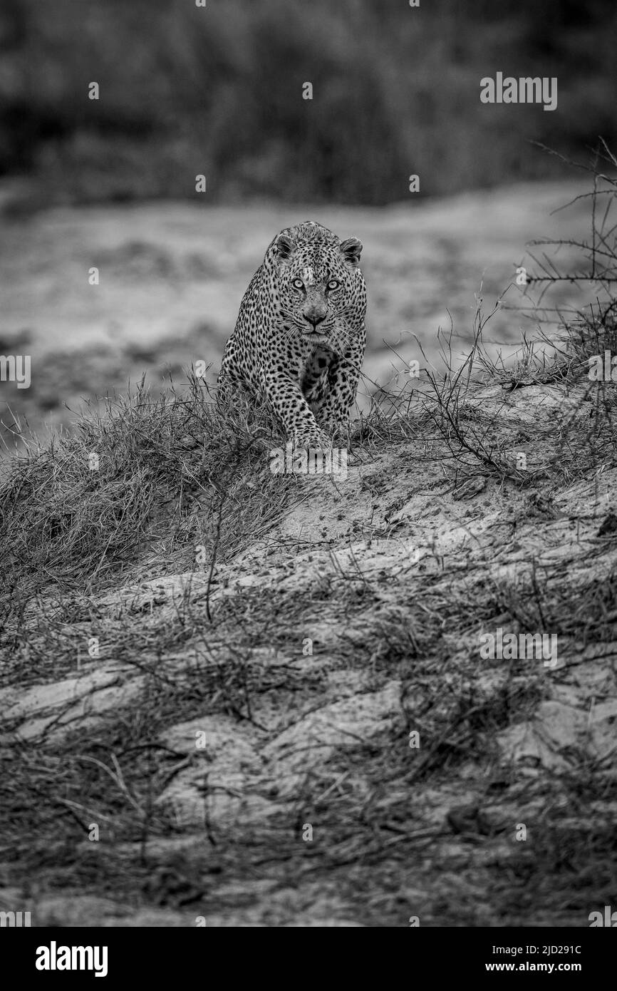 Grand mâle Leopard marchant vers la caméra en noir et blanc le Parc national Kruger, Afrique du Sud. Banque D'Images