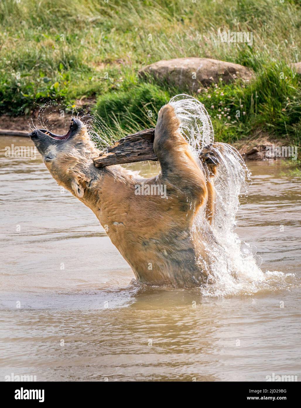 Nobby l'ours polaire se rafraîchit alors qu'il joue dans un lac au Yorkshire Wildlife Park de Doncaster. Selon le bureau met, on s'attend à ce que 34C (93,2F) de places se trouvent vendredi à Londres et potentiellement à East Anglia. Date de la photo: Vendredi 17 juin 2022. Banque D'Images
