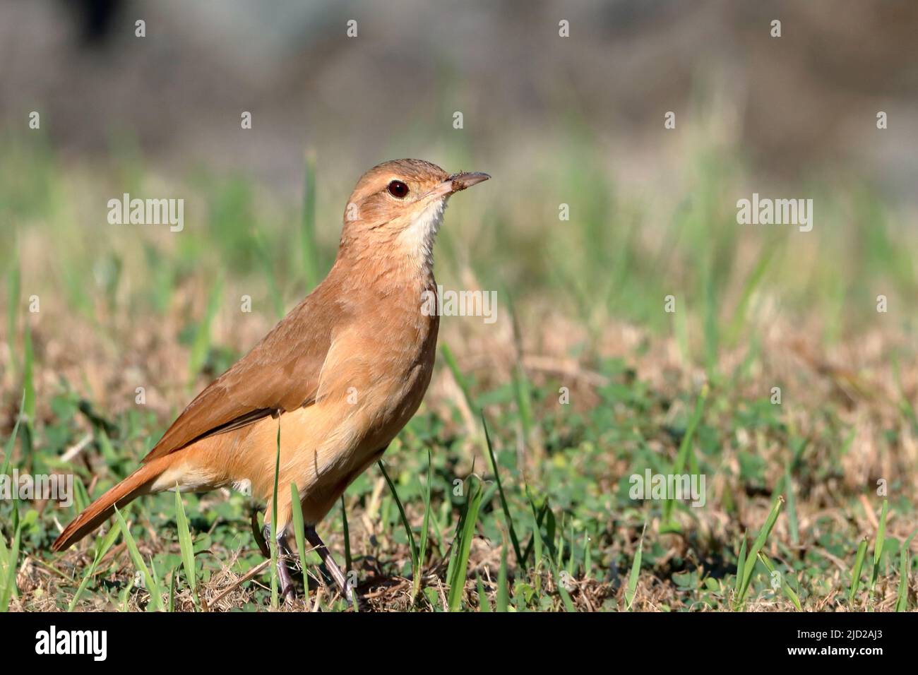 Rufous Hornero (Furnarius rufus), isolé, perché sur un sol Banque D'Images