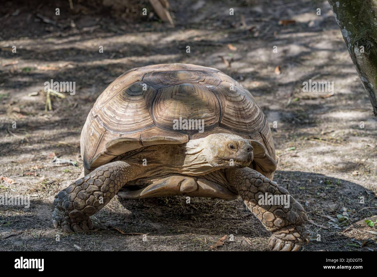 La tortue ou la tortue sulcata, Centrochelyx sulcata, dans le centre Birding & nature de l'île de Padre Sud, Texas. Banque D'Images