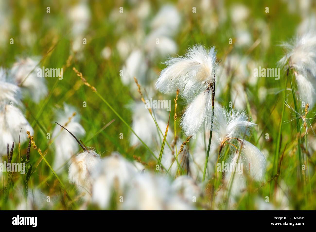 Gros plan de la fleur de coton-herbe (Eriophorum) dans un champ Banque D'Images